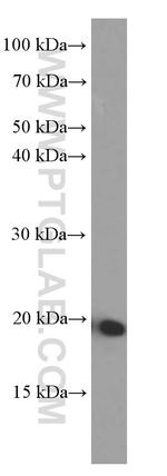 IL-19 Antibody in Western Blot (WB)