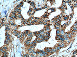 IL-19 Antibody in Immunohistochemistry (Paraffin) (IHC (P))