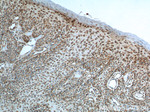 IL-19 Antibody in Immunohistochemistry (Paraffin) (IHC (P))