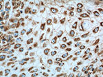 IL-19 Antibody in Immunohistochemistry (Paraffin) (IHC (P))