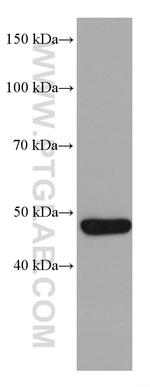 P53 Antibody in Western Blot (WB)