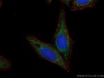 ATP5C1 Antibody in Immunocytochemistry (ICC/IF)