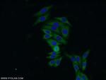 PRDX4 Antibody in Immunocytochemistry (ICC/IF)