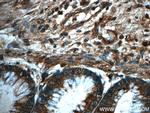 PRDX4 Antibody in Immunohistochemistry (Paraffin) (IHC (P))