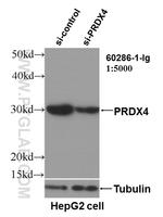 PRDX4 Antibody in Western Blot (WB)