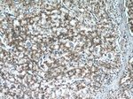 PRDX4 Antibody in Immunohistochemistry (Paraffin) (IHC (P))