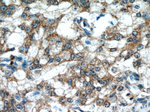 PRDX4 Antibody in Immunohistochemistry (Paraffin) (IHC (P))