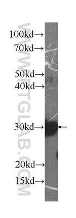 PRDX4 Antibody in Western Blot (WB)