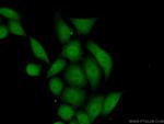 Annexin IV Antibody in Immunocytochemistry (ICC/IF)