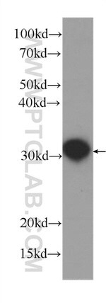 Annexin IV Antibody in Western Blot (WB)