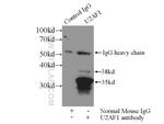 U2AF35 Antibody in Immunoprecipitation (IP)