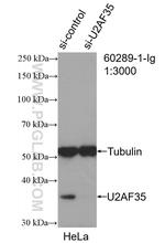 U2AF35 Antibody in Western Blot (WB)