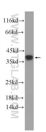 U2AF35 Antibody in Western Blot (WB)