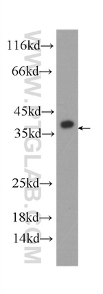 U2AF35 Antibody in Western Blot (WB)