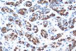 TNF alpha Antibody in Immunohistochemistry (Paraffin) (IHC (P))