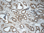 TNF alpha Antibody in Immunohistochemistry (Paraffin) (IHC (P))