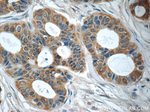 TNF alpha Antibody in Immunohistochemistry (Paraffin) (IHC (P))