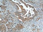 OPTN Antibody in Immunohistochemistry (Paraffin) (IHC (P))