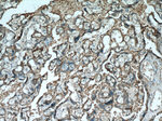 PLAP Antibody in Immunohistochemistry (Paraffin) (IHC (P))