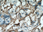 PLAP Antibody in Immunohistochemistry (Paraffin) (IHC (P))