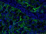 ICAM-1 Antibody in Immunohistochemistry (PFA fixed) (IHC (PFA))