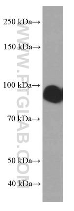 ICAM-1 Antibody in Western Blot (WB)