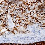 Beta-Tubulin IV Antibody in Immunohistochemistry (Paraffin) (IHC (P))