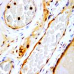 FSH b-subunit Antibody in Immunohistochemistry (Paraffin) (IHC (P))