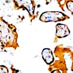 FSH Antibody in Immunohistochemistry (Paraffin) (IHC (P))