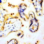 FSH b-subunit Antibody in Immunohistochemistry (Paraffin) (IHC (P))