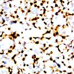 HIV FLKEKGGL Antibody in Immunocytochemistry (ICC/IF)