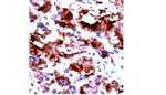 LH b-subunit Antibody in Immunohistochemistry (Paraffin) (IHC (P))