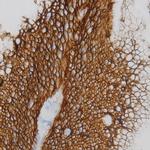 PSA Antibody in Immunohistochemistry (Paraffin) (IHC (P))