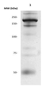 Myosin Heavy Chain, Cardiac Antibody in Western Blot (WB)