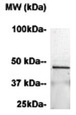 CCR2 Antibody in Western Blot (WB)