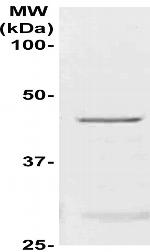 CCR9 Antibody in Western Blot (WB)