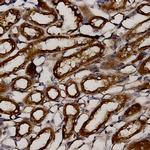 NAMPT Antibody in Immunohistochemistry (Paraffin) (IHC (P))