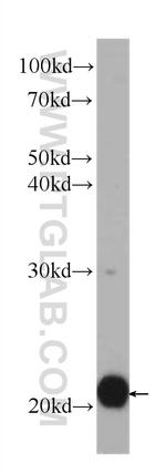 BID Antibody in Western Blot (WB)