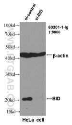 BID Antibody in Western Blot (WB)