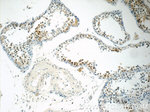 SIRT1 Antibody in Immunohistochemistry (Paraffin) (IHC (P))