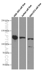 SIRT1 Antibody in Western Blot (WB)