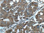 SGTA Antibody in Immunohistochemistry (Paraffin) (IHC (P))