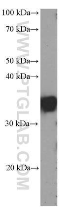 SGTA Antibody in Western Blot (WB)