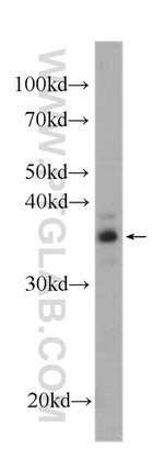 SGTA Antibody in Western Blot (WB)