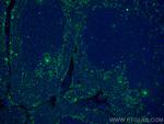 IL2 Antibody in Immunohistochemistry (PFA fixed) (IHC (PFA))