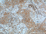 IL2 Antibody in Immunohistochemistry (Paraffin) (IHC (P))