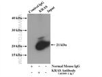 pan Ras Antibody in Immunoprecipitation (IP)