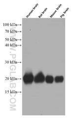 pan Ras Antibody in Western Blot (WB)