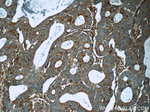 pan Ras Antibody in Immunohistochemistry (Paraffin) (IHC (P))