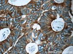 pan Ras Antibody in Immunohistochemistry (Paraffin) (IHC (P))